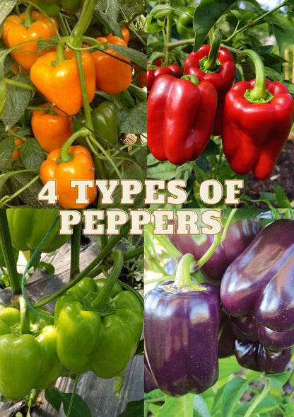 40+ Bell Pepper Seeds (Capsicum annuum) – Bundling 4 Cultivar Garden Package Certified Heirloom Vegetable Seeds for Planting