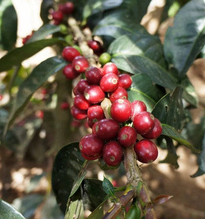 Geisha Sumatra Coffee (Coffea arabica) – 120+ Premium Micro-Lot Seeds
