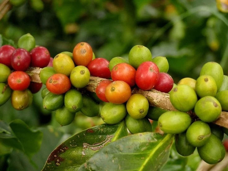 Bourbon Coffee Seeds 120 pcs (Coffea sp.) – Premium Certified Heirloom Arabica Coffee Bean Plant Seeds for Planting