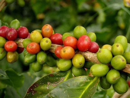 Bourbon Coffee Seeds 120 pcs (Coffea sp.) – Premium Certified Heirloom Arabica Coffee Bean Plant Seeds for Planting