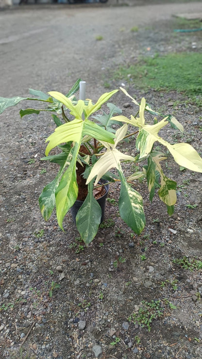 Premium Philodendron 'Florida Beauty' Variegated Live Plant – Ultra-Rare Collector's High-Contrast Aroid (Real Pict)