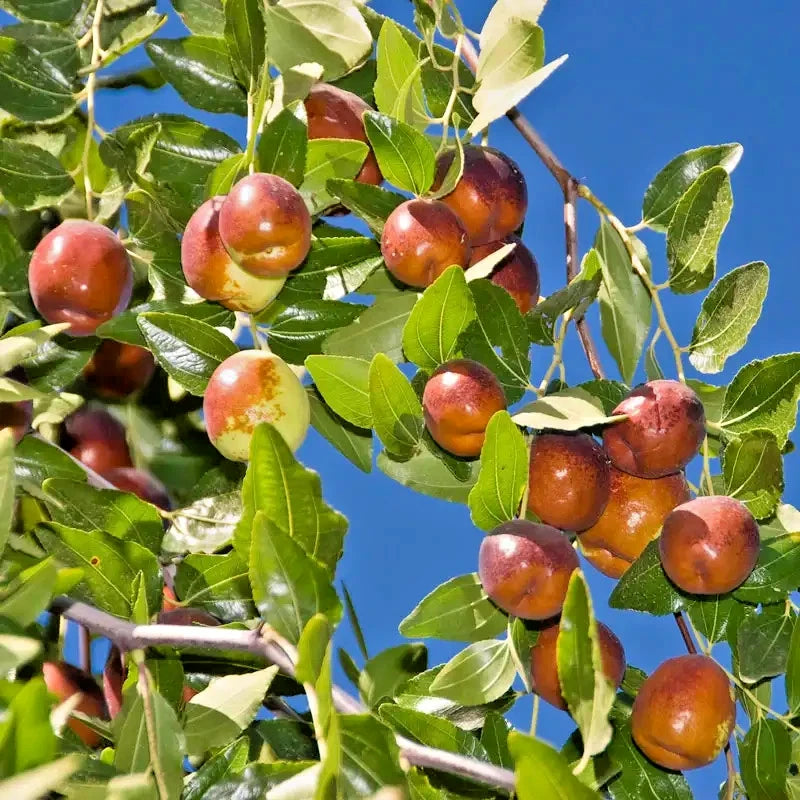 120+ Chinese Jujube Putsa Apple Seeds (Ziziphus ziziphus) – Premium High-Yield Red Date & Jujuba Fruit Plant Seeds for Planting