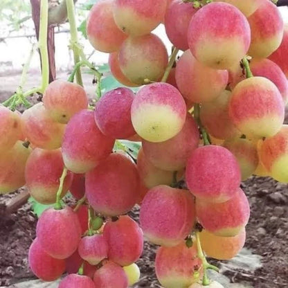 Basanti Grape Seeds (Vitis vinifera 'Basanti') – Premium Certified Golden Seedless Table Grape Fruit Vine Seeds for Planting