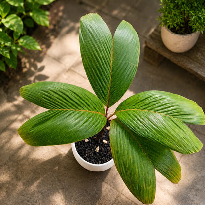 Verschaffeltia splendida – Rare "Stilt Root" Tropical Palm