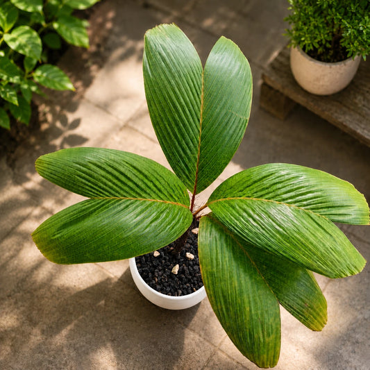 Verschaffeltia splendida – Rare "Stilt Root" Tropical Palm
