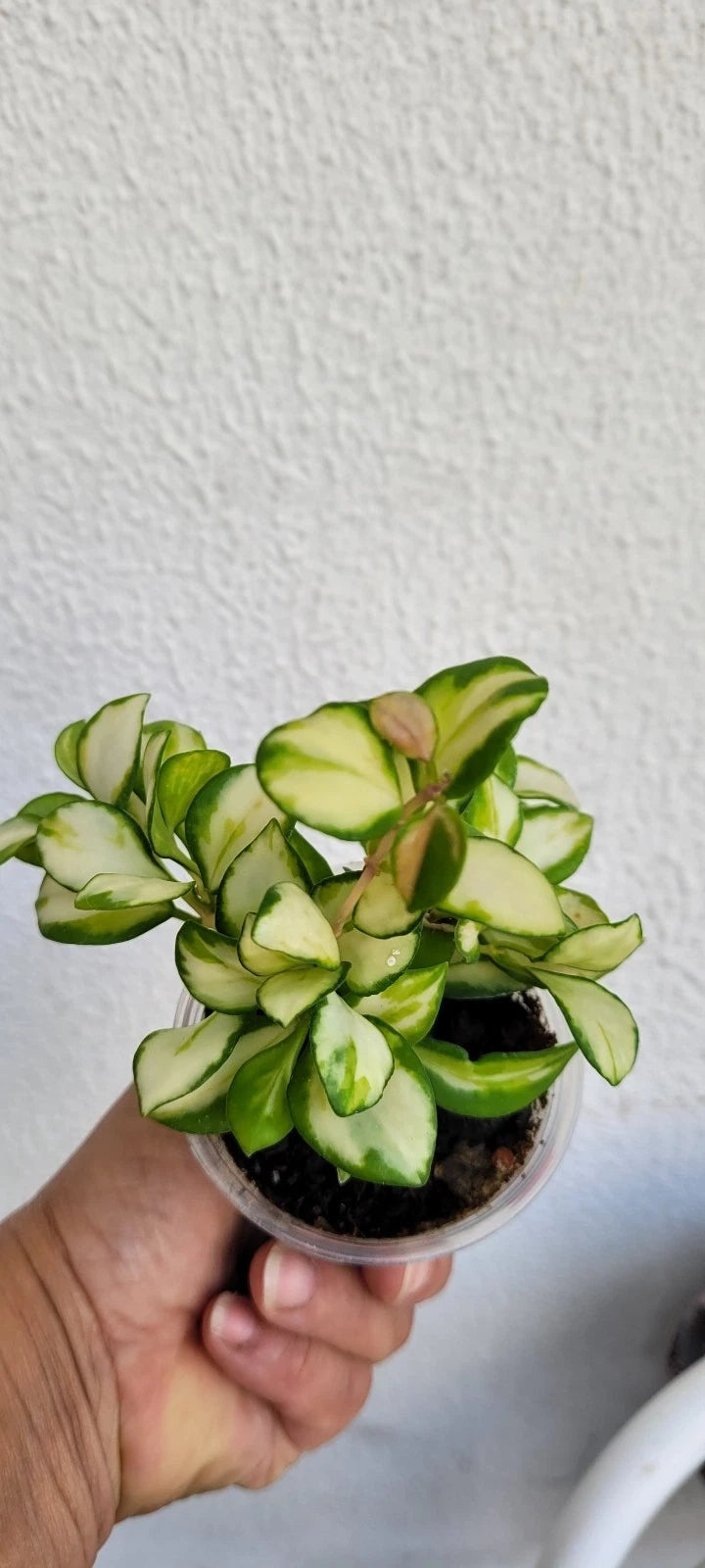 Hoya heuschkeliana Variegata Live Plant – Premium Rare Variegated Wax Plant Climbing & Trailing Vine Specimen for Indoor & Outdoor Display