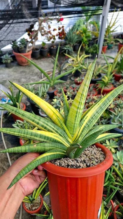 Sansevieria 'Marsha Anjani' Variegated - Rare Tropical Snake Plant