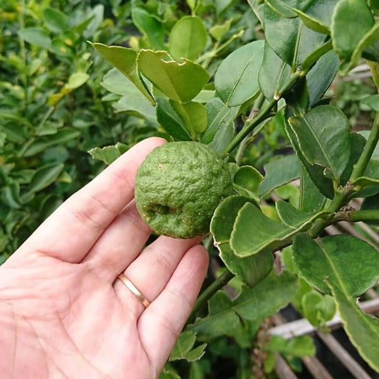 120+ Kaffir Lime Seeds (Citrus hystrix / Makrut Lime / Aromatic Southeast Asian Citrus) – Premium Exotic Fruit Tree & Botanical Seeds for Planting