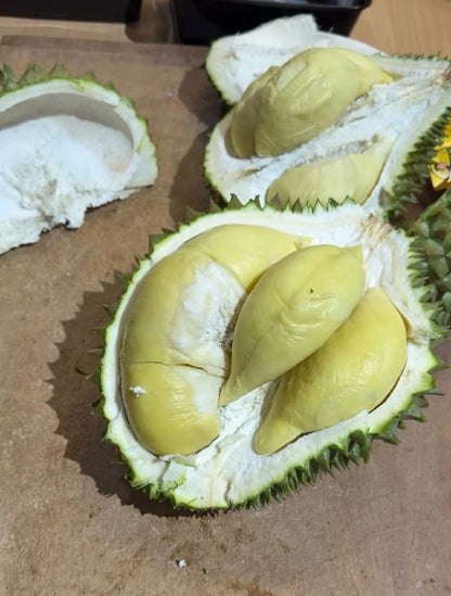 Grafted Namlong Durian Fruit Tree - Premium Tropical Durian