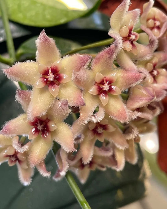 Hoya Buotii 'Sunrise' (Rare Tropical Wax Plant / Sun-Blushing Epiphytic Vine) – Premium Exotic Houseplant & Botanical Specimen
