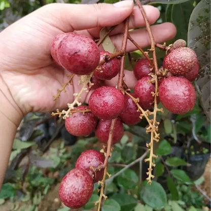 Grafted Red Longan ‘Ruby Red’ (Dimocarpus longan var. red) – 50–60 cm Live Fruiting Tree Specimen