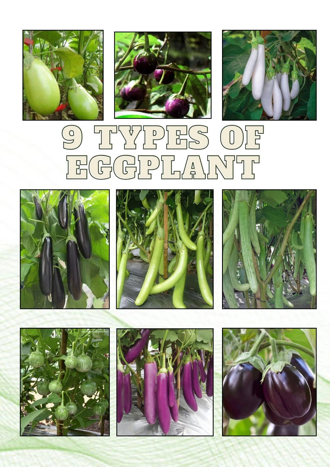 2,000+ Eggplant Seeds (Solanum melongena) Bundling 9 Cultivar Garden Package – Premium Certified Heirloom Vegetable and Solanaceous Seeds for Planting