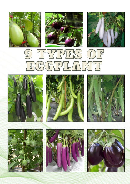 2,000+ Eggplant Seeds (Solanum melongena) Bundling 9 Cultivar Garden Package – Premium Certified Heirloom Vegetable and Solanaceous Seeds for Planting
