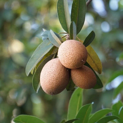 Makok Dwarf Sapodilla Seeds (Manilkara zapota) – 35+ Premium Compact Sweet Chikoo Seeds