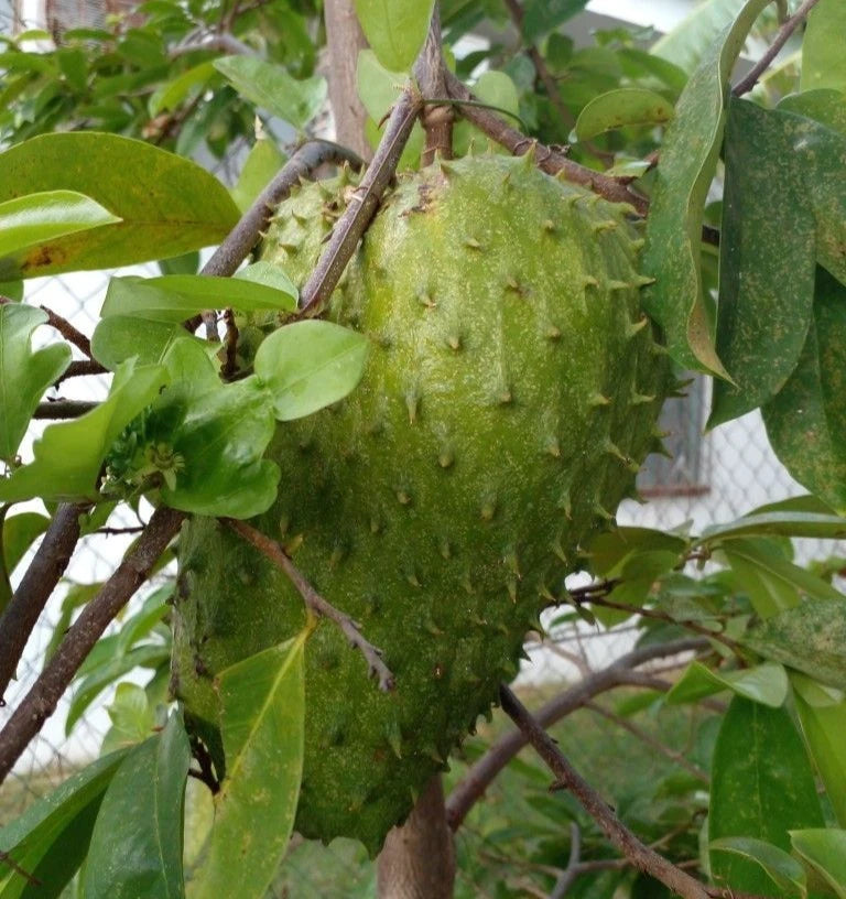 Tainung Soursop Seeds (Annona muricata) – Elite High-Yield Botanical Specimen (Collectors Quality)