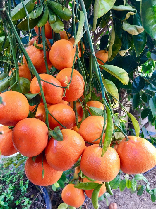 Reikou Orange Seeds (Citrus reticulata / 100+ Premium Japanese Sweet Mandarin Orange Seeds) – Premium Exotic Botanical Specimen Plant Seeds for Planting