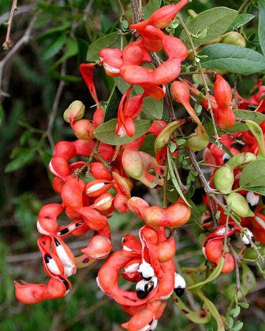 40+ Manila Tamarind Seeds | Pithecellobium Dulce | Sweet Madras Thorn Tree