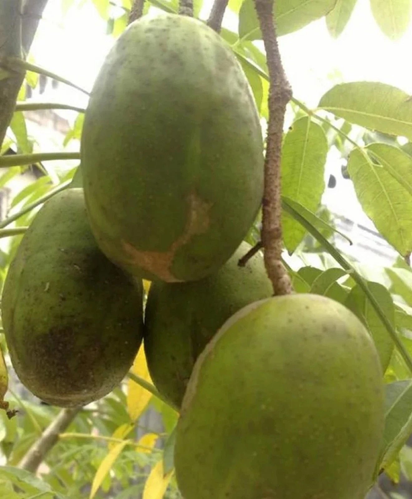 Grafted Jumbo Kedondong Fruit Tree - Large Ambarella Tropical Fruit Plant