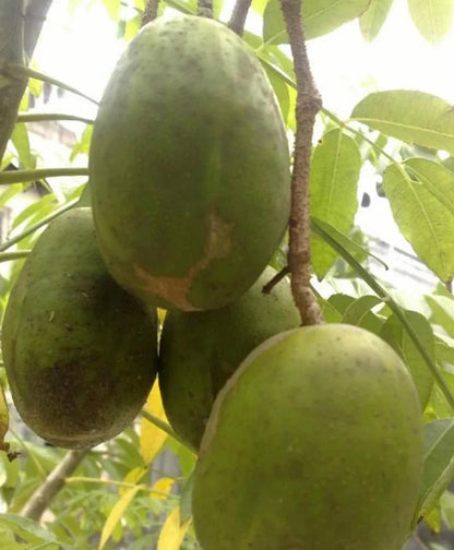 Grafted Jumbo Kedondong Fruit Tree - Large Ambarella Tropical Fruit Plant