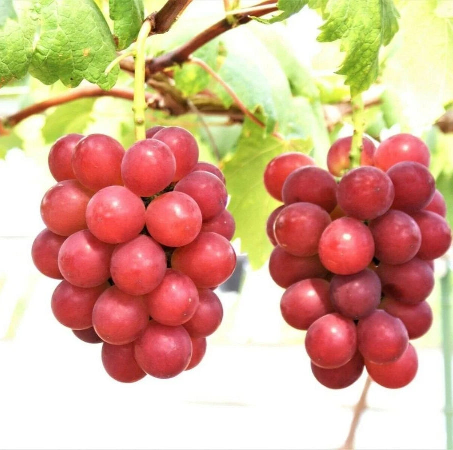 Premium Ruby Roman Grape Seeds (Vitis vinifera var. Ruby Roman) – Ultra-Luxury Japanese Red Table Grape Fruit Seeds for Planting (100+ Pcs)
