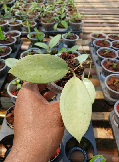 Hoya sp. ‘Menak Sopal Silver’ | Rare Tropical Wax Plant | Silver Leaf Collector Hoya | Indoor Outdoor