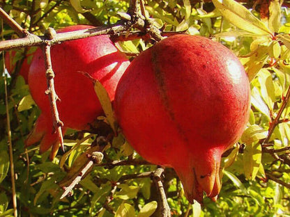 Premium Pomegranate Seeds var. Akko (Punica granatum 'Akko') – Early Harvest Sweet Fruit Seeds for Planting (100 Pcs)