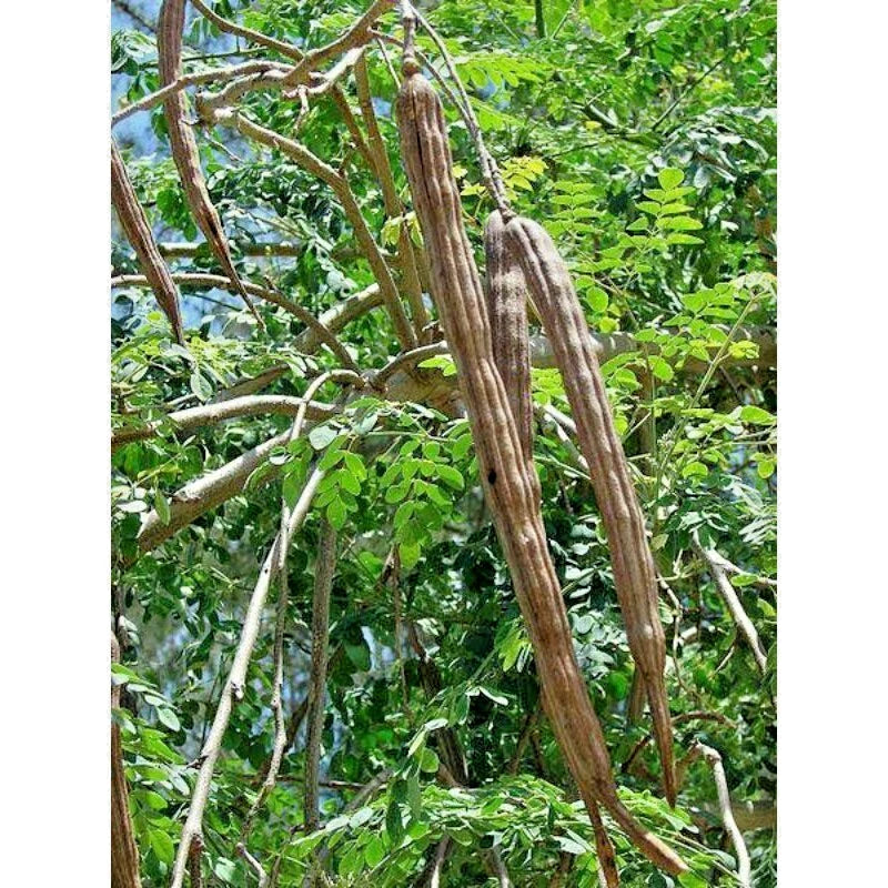Bulk Moringa Seeds (Moringa oleifera) – 1,300+ Grams Premium Seeds for Planting