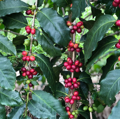 Geisha Colombian Coffee Seeds (Coffea arabica) – 120+ Premium Gesha Coffee Beans