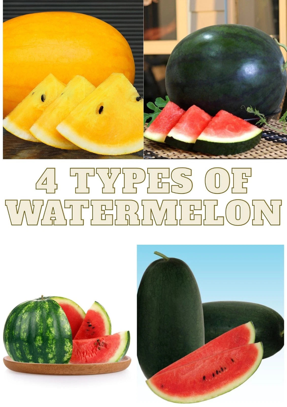 Watermelon Seeds 20+ pcs Bundle (Citrullus lanatus) – 4-Cultivar Garden Package Premium Certified Sweet Melon Fruit Plant Seeds for Planting