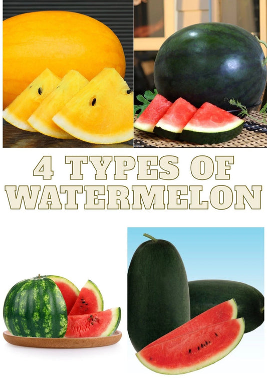 Watermelon Seeds 20+ pcs Bundle (Citrullus lanatus) – 4-Cultivar Garden Package Premium Certified Sweet Melon Fruit Plant Seeds for Planting