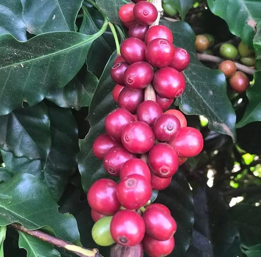 Hybrid H3 Coffee Seeds (Coffea sp. / 120+ Premium High-Altitude Specialty Coffee Bean Seeds) – Premium Botanical Specimen Plant Seeds for Planting