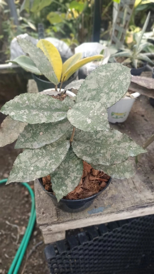 Hoya Undulata Pink Tricolor Silver Splash (Rare Tropical Wax Plant / Exotic Epiphytic Vine) – Premium Rare Epiphyte & Botanical Specimen for Planting