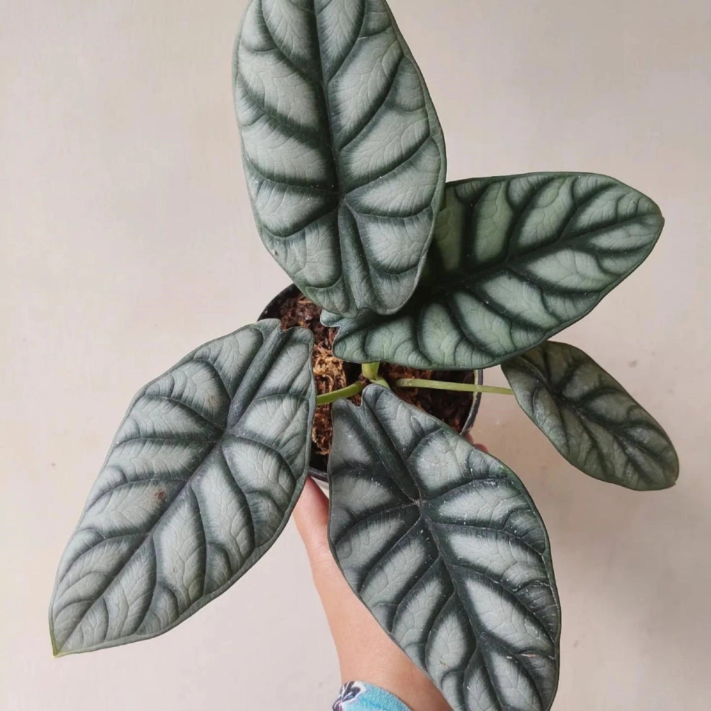 Alocasia Dragon Dark Silver - Rare Metallic Foliage Indoor Tropical