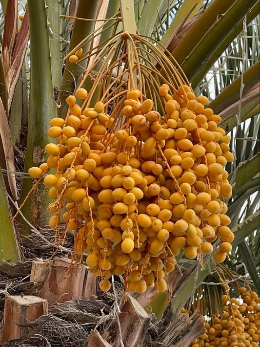 Yellow Barhi Date Palm Seeds (Phoenix dactylifera 'Barhi') – Premium Fresh Yellow Barhee Exotic Fruit Tree Seeds for Planting (35 Pcs)