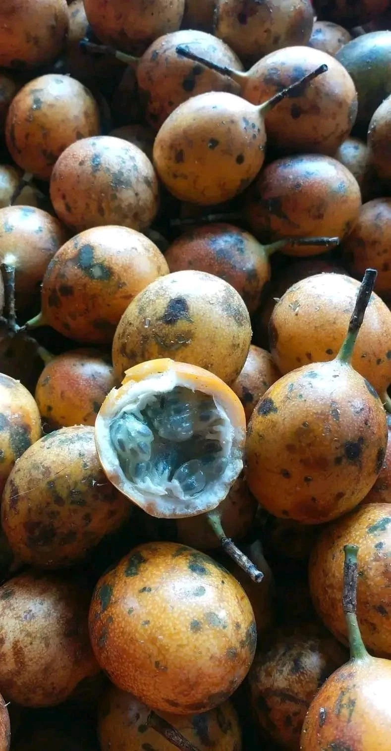Konyal Passion Fruit Seeds (Passiflora edulis var. konyal) – 2000+ Premium Rare Ultra-Sweet Mountain Passion Fruit Seeds