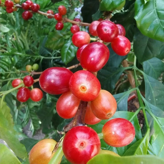 120+ Blue Mountain Coffee Seeds (Coffea sp. / Authentic Jamaican Arabica Coffee Cultivar Bean Seeds) – Premium Botanical Specimen Plant Seeds for Planting