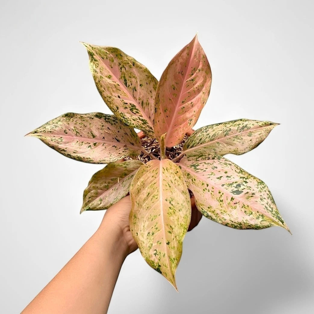 Aglaonema 'Golden Boy' - Radiant Tropical Foliage