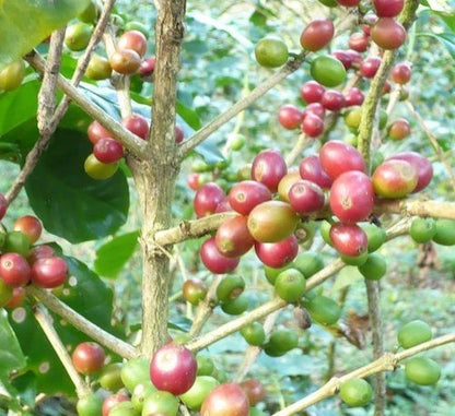 Jackson Coffee (Coffea sp.) – 120+ Premium Seeds