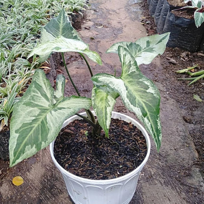 Syngonium 'Three Kings' - Rare & Striking Tropical Houseplant