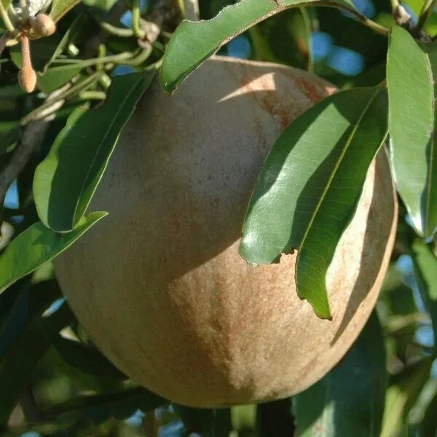 Jumbo Vietnamese Sapodilla (Manilkara zapota) - Elite Grafted Fruit Tree