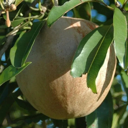Jumbo Vietnamese Sapodilla (Manilkara zapota) - Elite Grafted Fruit Tree