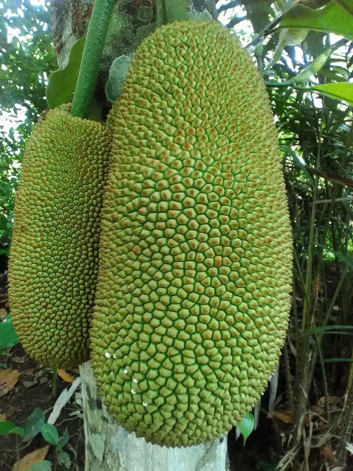 Cempedak King - Premium Grafted Exotic Fruit Tree
