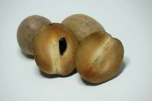 Sapodilla (Manilkara zapota) – 35+ Fresh Seeds