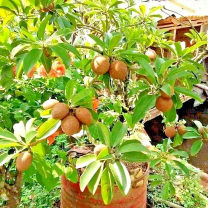 35+ Manila Sapodilla Seeds (Manilkara zapota var. 'Manila') – Premium Sweet Malabar Plum & Tropical Chiku Fruit Tree Seeds for Planting