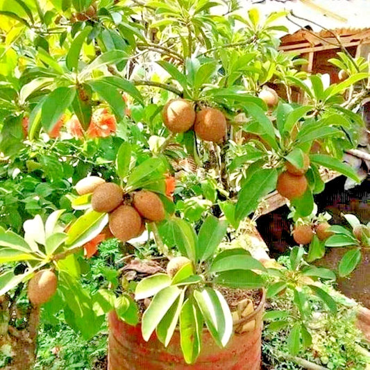 35+ Manila Sapodilla Seeds (Manilkara zapota var. 'Manila') – Premium Sweet Malabar Plum & Tropical Chiku Fruit Tree Seeds for Planting