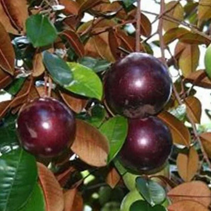 Purple Kenitu (Chrysophyllum cainito) – Premium Grafted Live Seedling (Pot Ready)