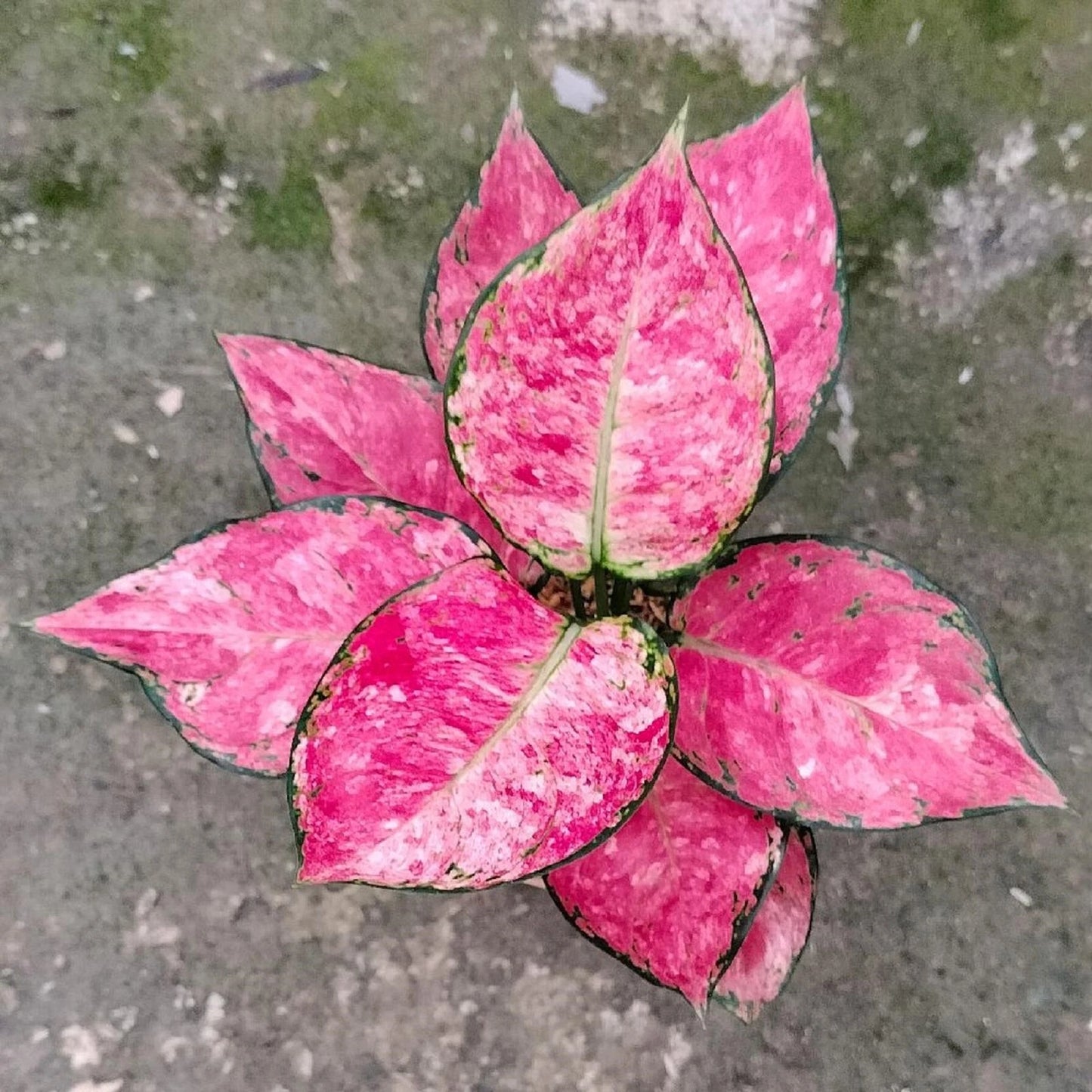 Rare Aglaonema Zolina Live Plant - Exotic Tropical Indoor Houseplant