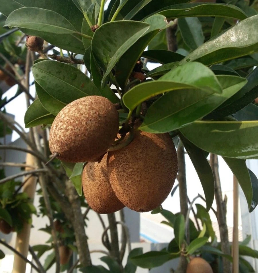 Pixbae Chico Sapodilla (Manilkara zapota) – 35+ Premium Seeds (Chikoo)