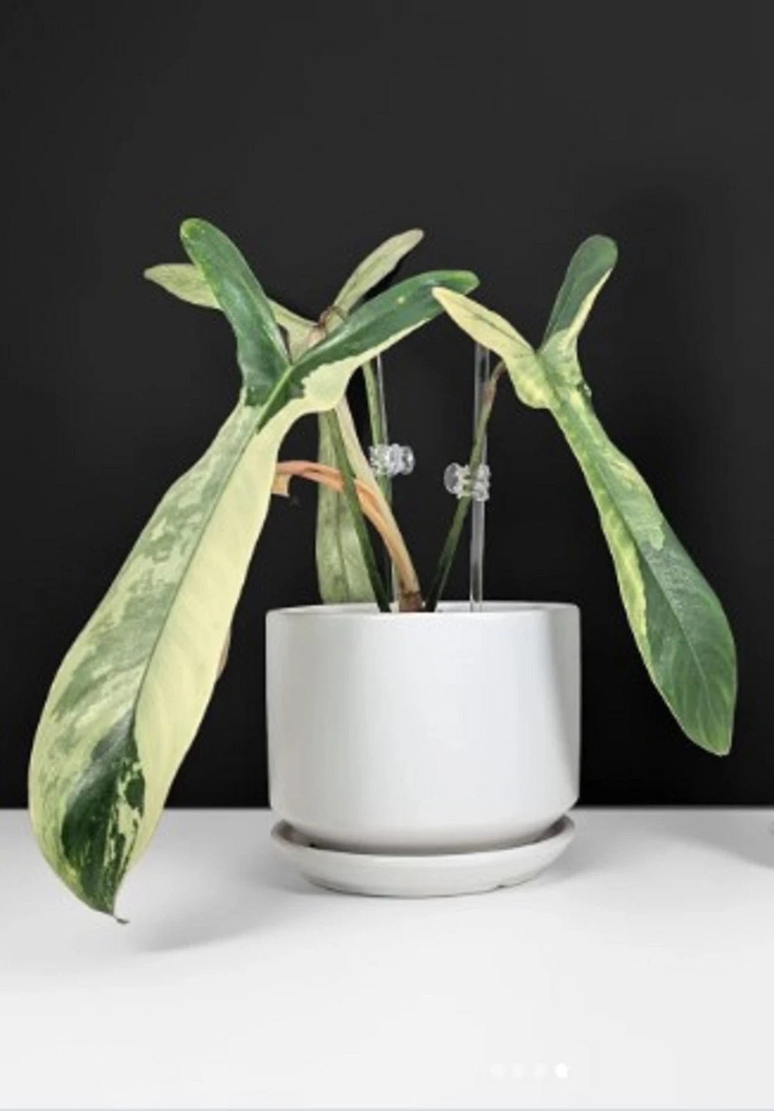 Rare Philodendron Longilobatum Variegated - Exotic Tropical Aroid Houseplant