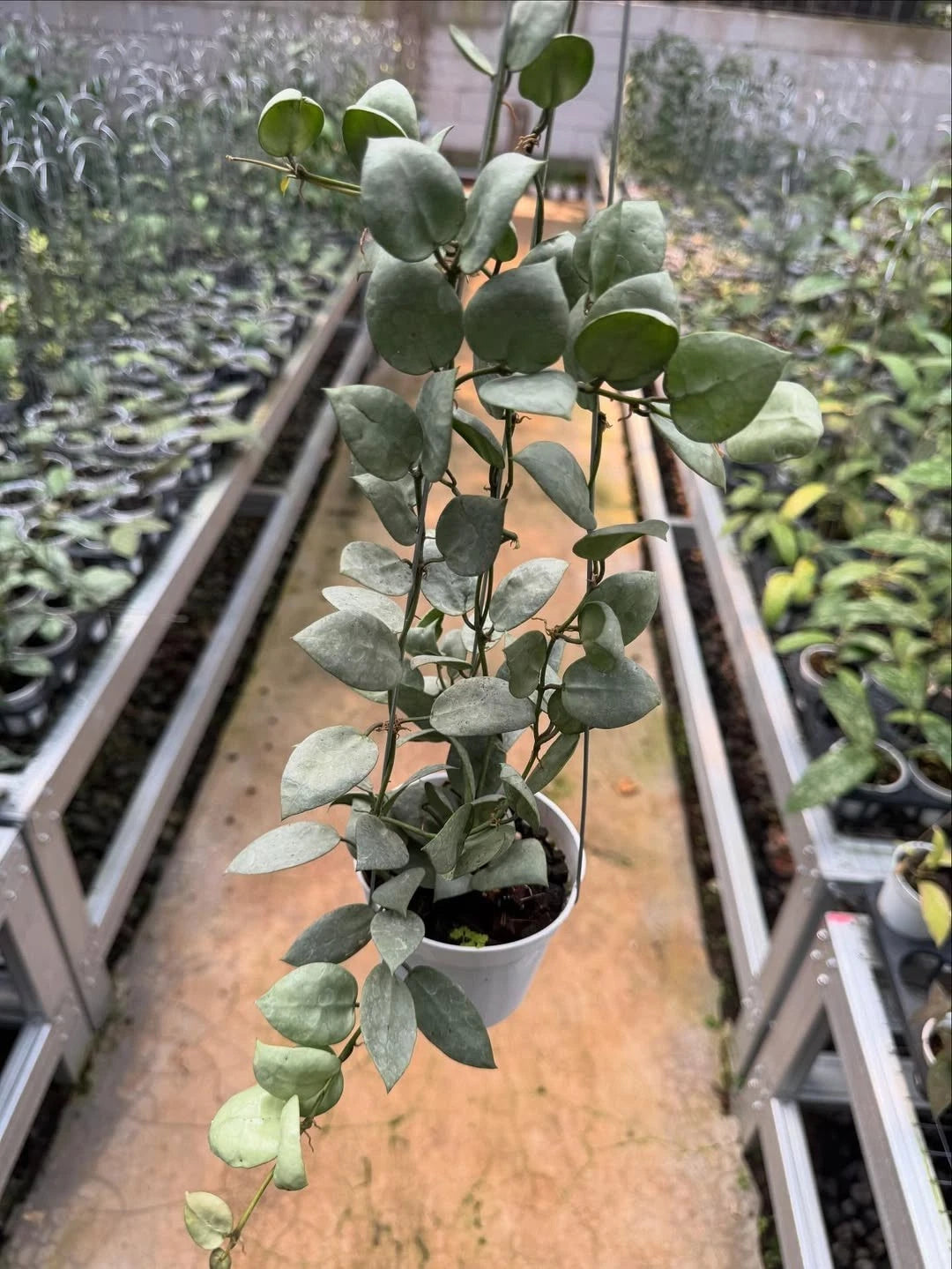 Hoya Lacunosa Kirana Seeds (Hoya lacunosa var. Kirana) – Premium Certified Rare Silvery Mint-Green Tropical Indoor Wax Plant Climbing Vine Seeds for Planting